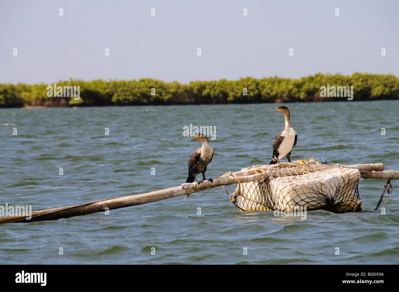 Cormorants, Sine Saloum delta, Senegal, West Africa, Africa Stock Photo