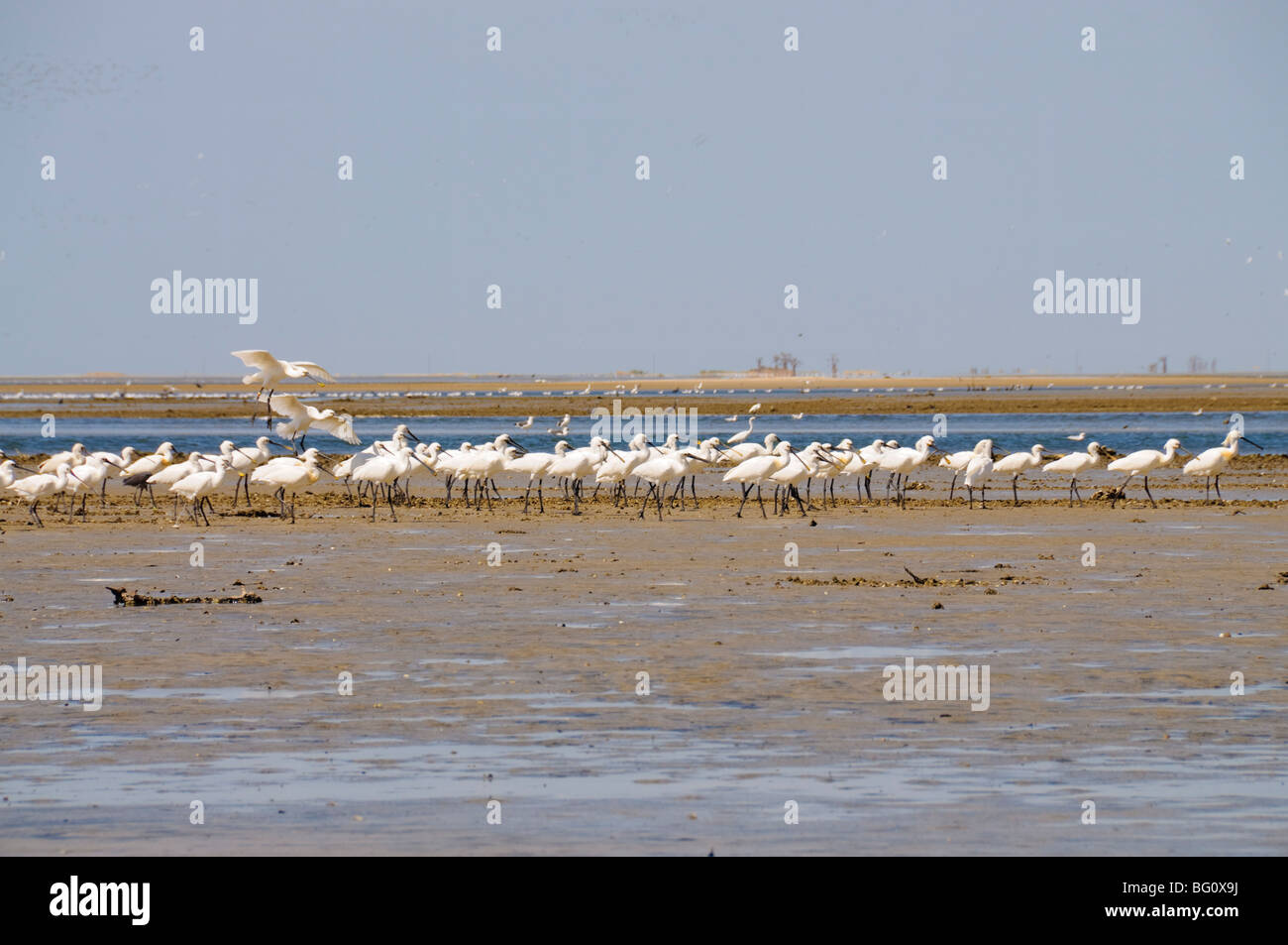 Spoonbills, Sine Saloum delta, Senegal, West Africa, Africa Stock Photo