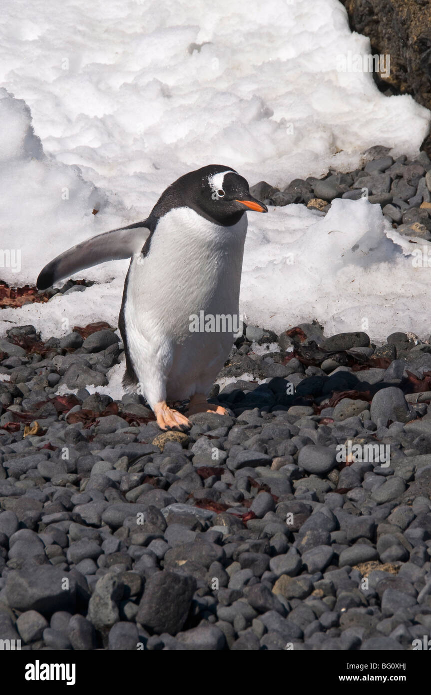 Gentoo penguin at Brown Bluff, Antarctic Peninsula, Antarctica, Polar Regions Stock Photo