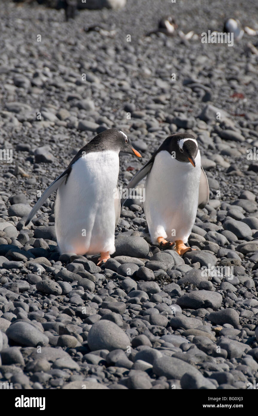 Gentoo penguins at Brown Bluff, Antarctic Peninsula, Antarctica, Polar Regions Stock Photo
