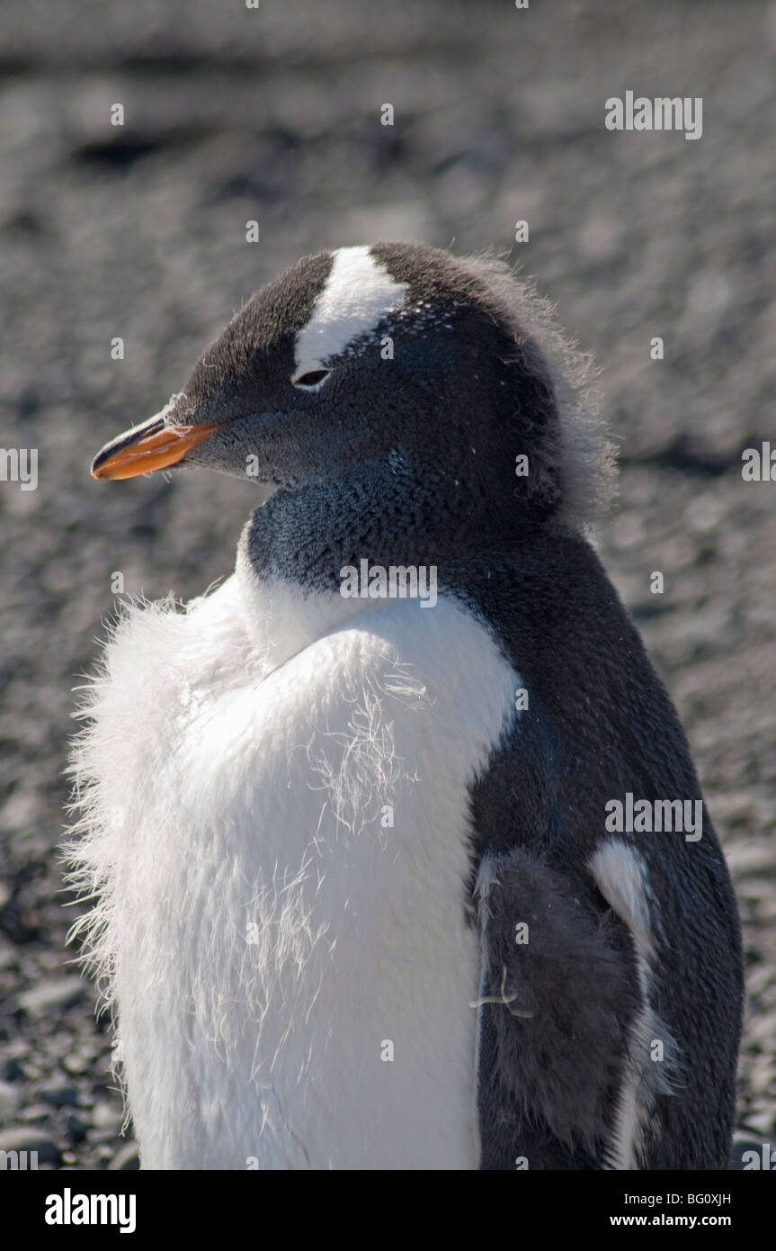Gentoo Penguin moulting at Brown Bluff, Antarctic Peninsula, Antarctica, Polar Regions Stock Photo