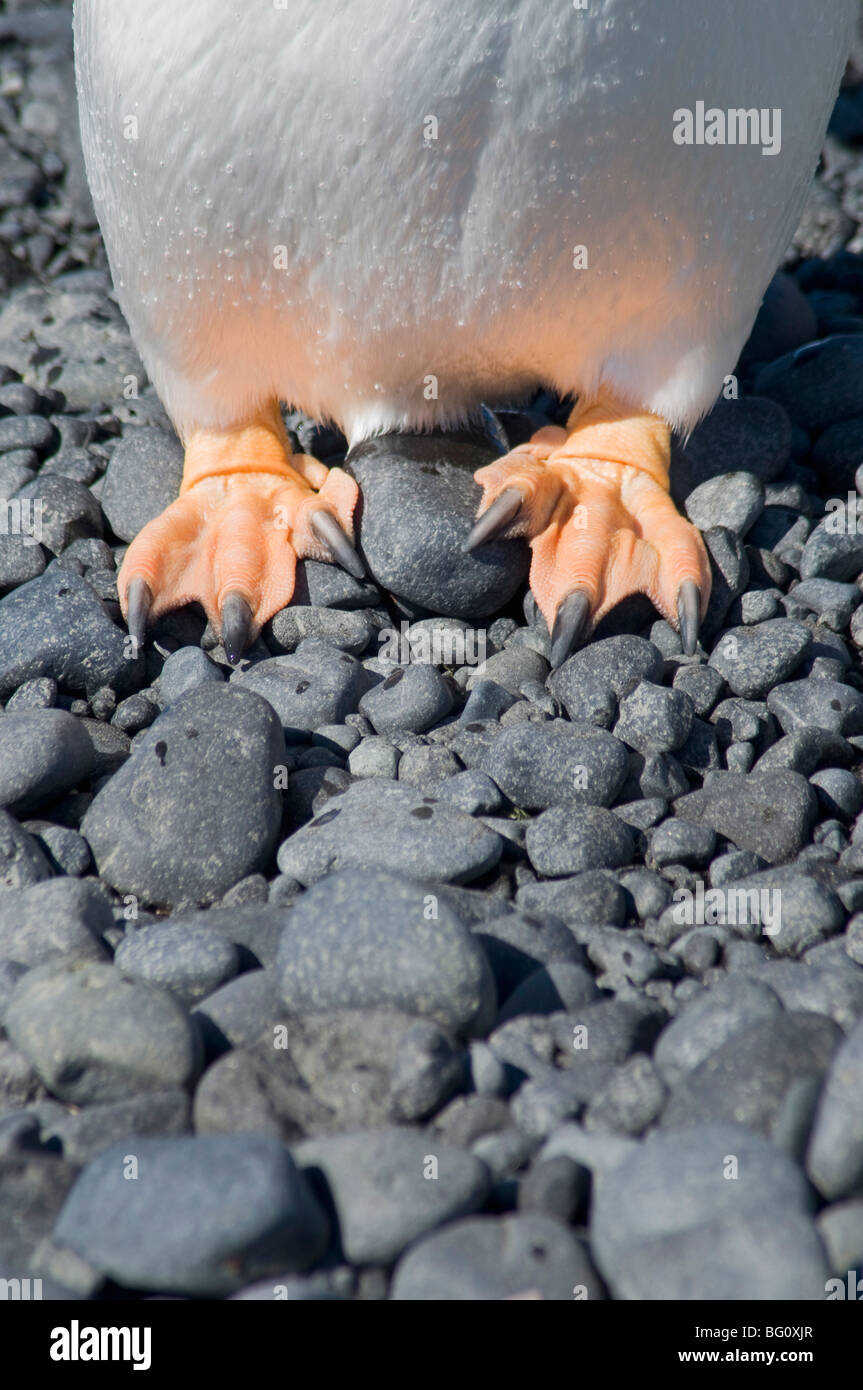 Gentoo penguin's feet at Brown Bluff, Antarctic Peninsula, Antarctica, Polar Regions Stock Photo