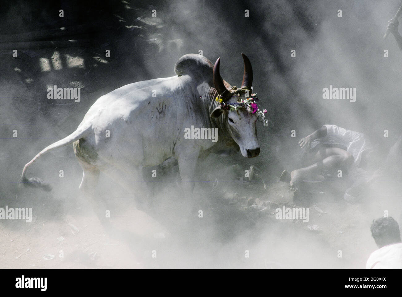 Indian villagers try to catch a bull during a bull-taming festival near ...