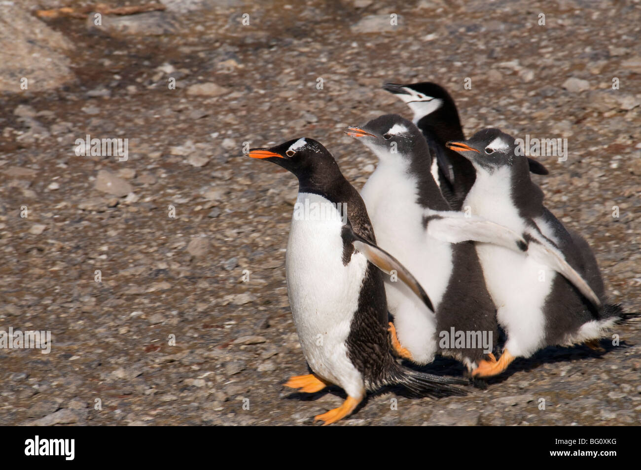 Gentoo penguins, Gourdin Island, Antarctic Peninsula, Antarctica, Polar Regions Stock Photo
