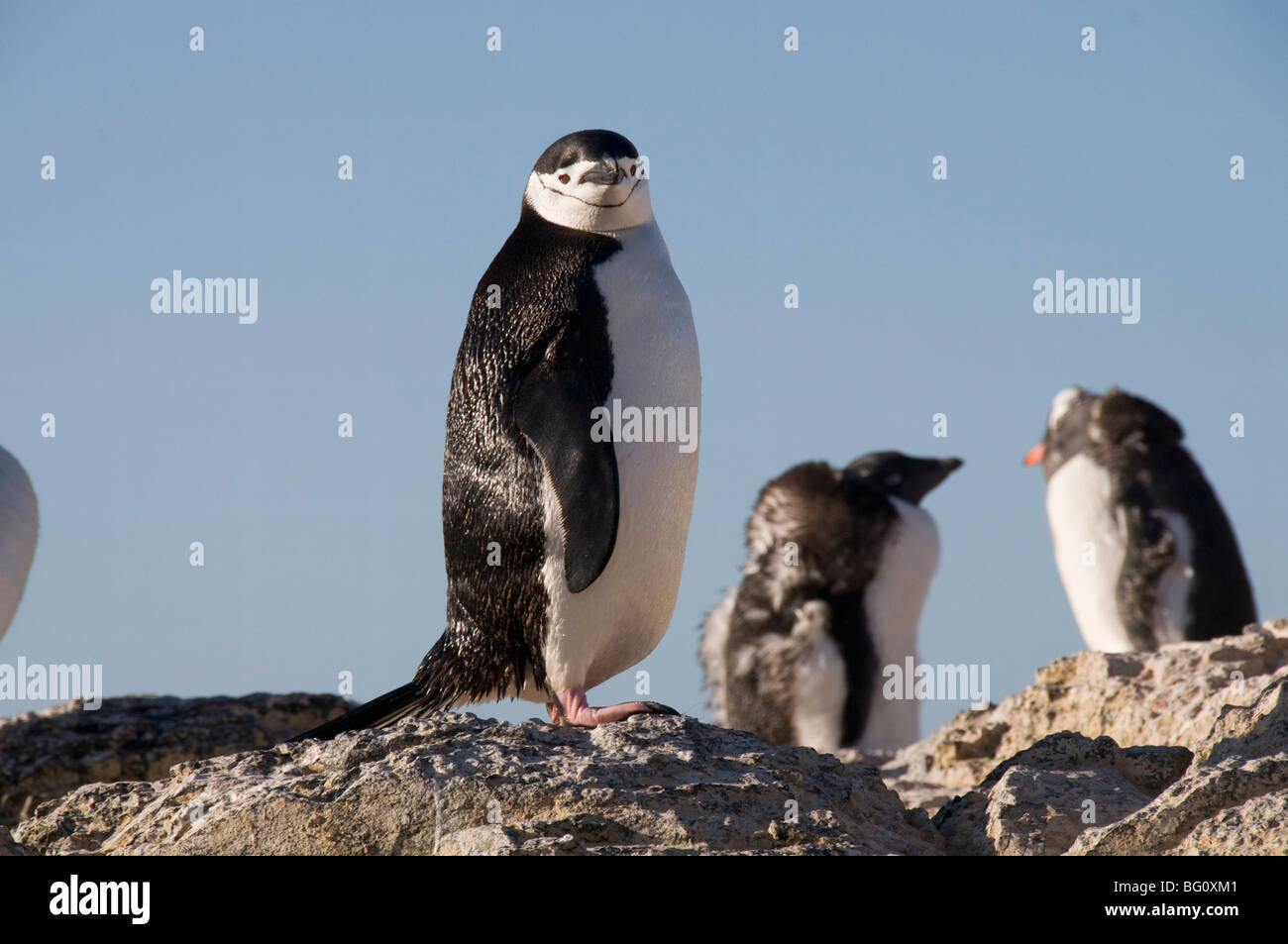 Chinstrap penguins, Gourdin Island, Antarctic Peninsula, Antarctica, Polar Regions Stock Photo