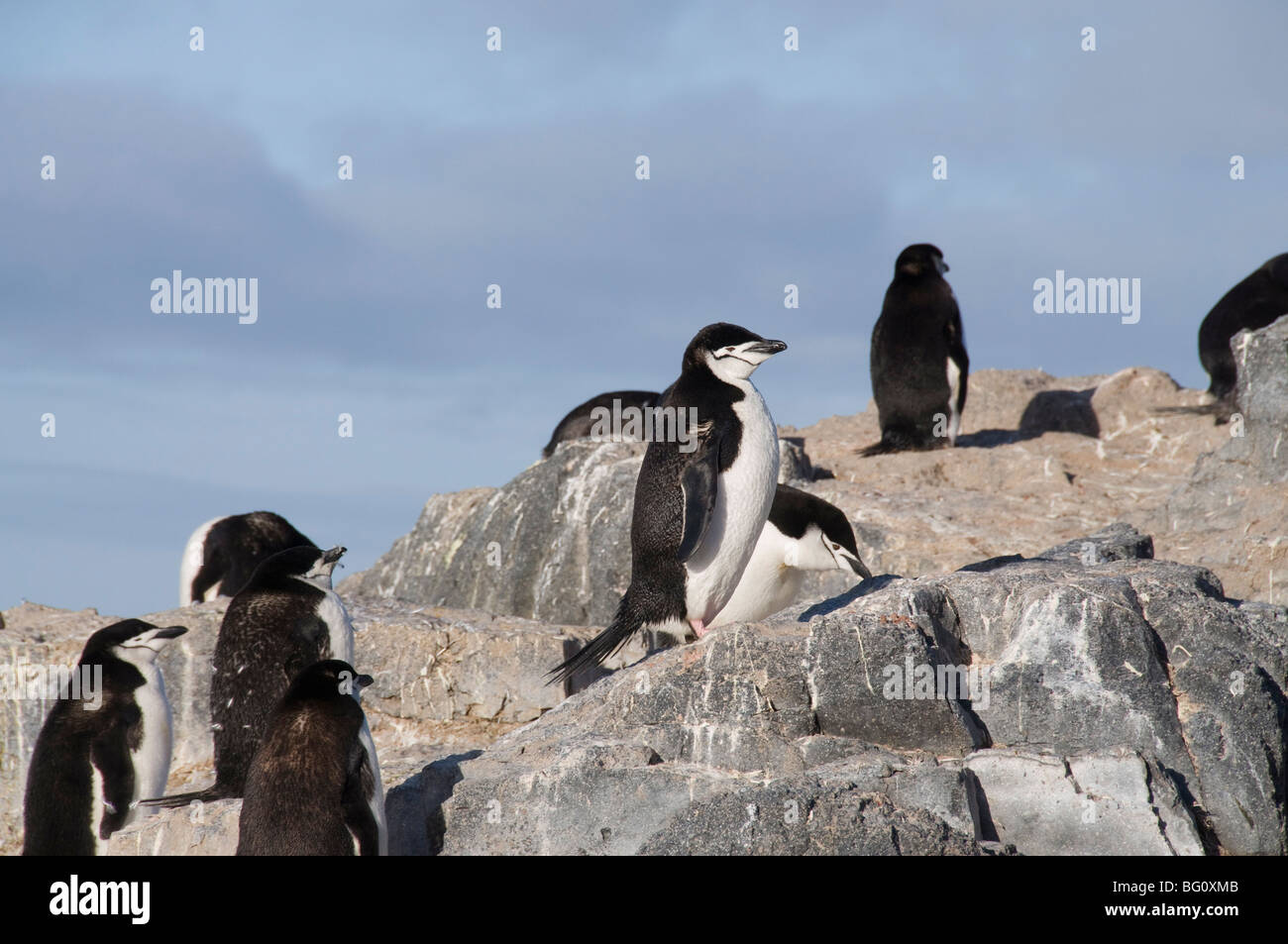 Chinstrap penguins, Gourdin Island, Antarctic Peninsula, Antarctica, Polar Regions Stock Photo