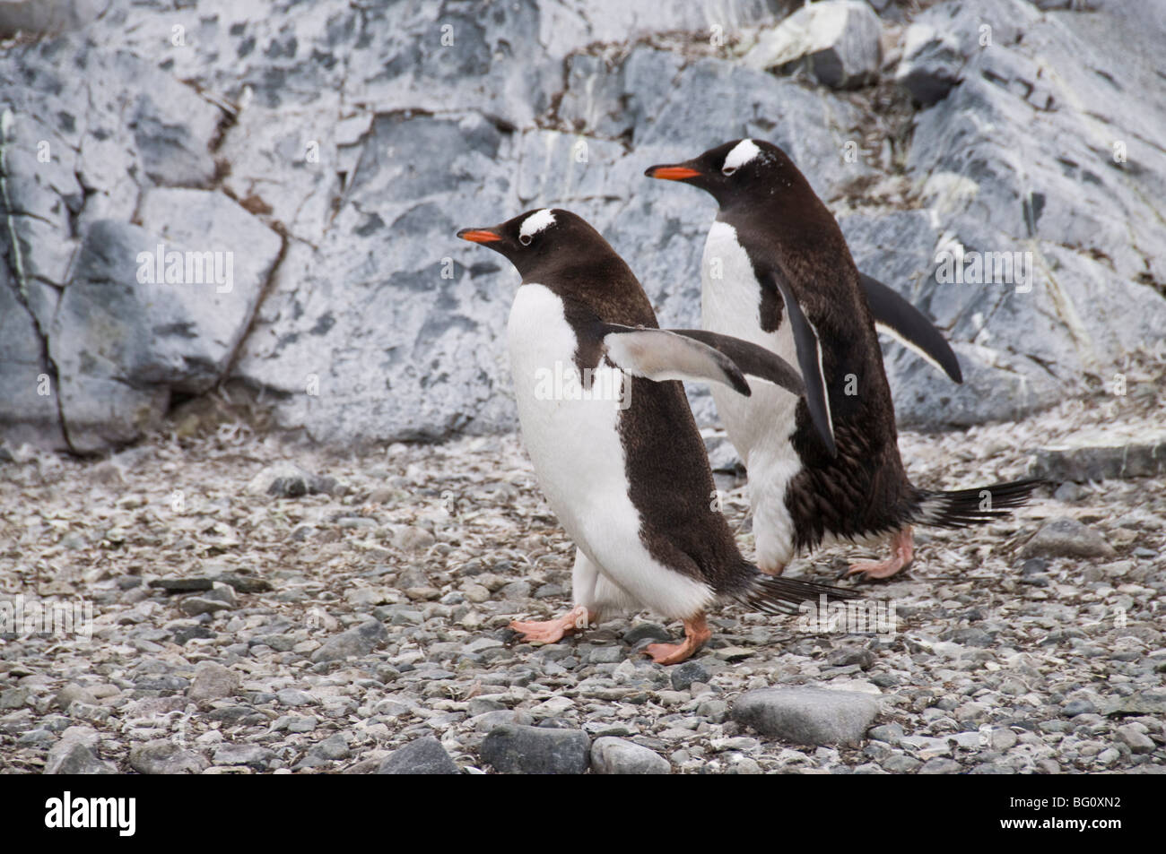Gentoo penguins, Cuverville Island, Antarctic Peninsula, Antarctica, Polar Regions Stock Photo