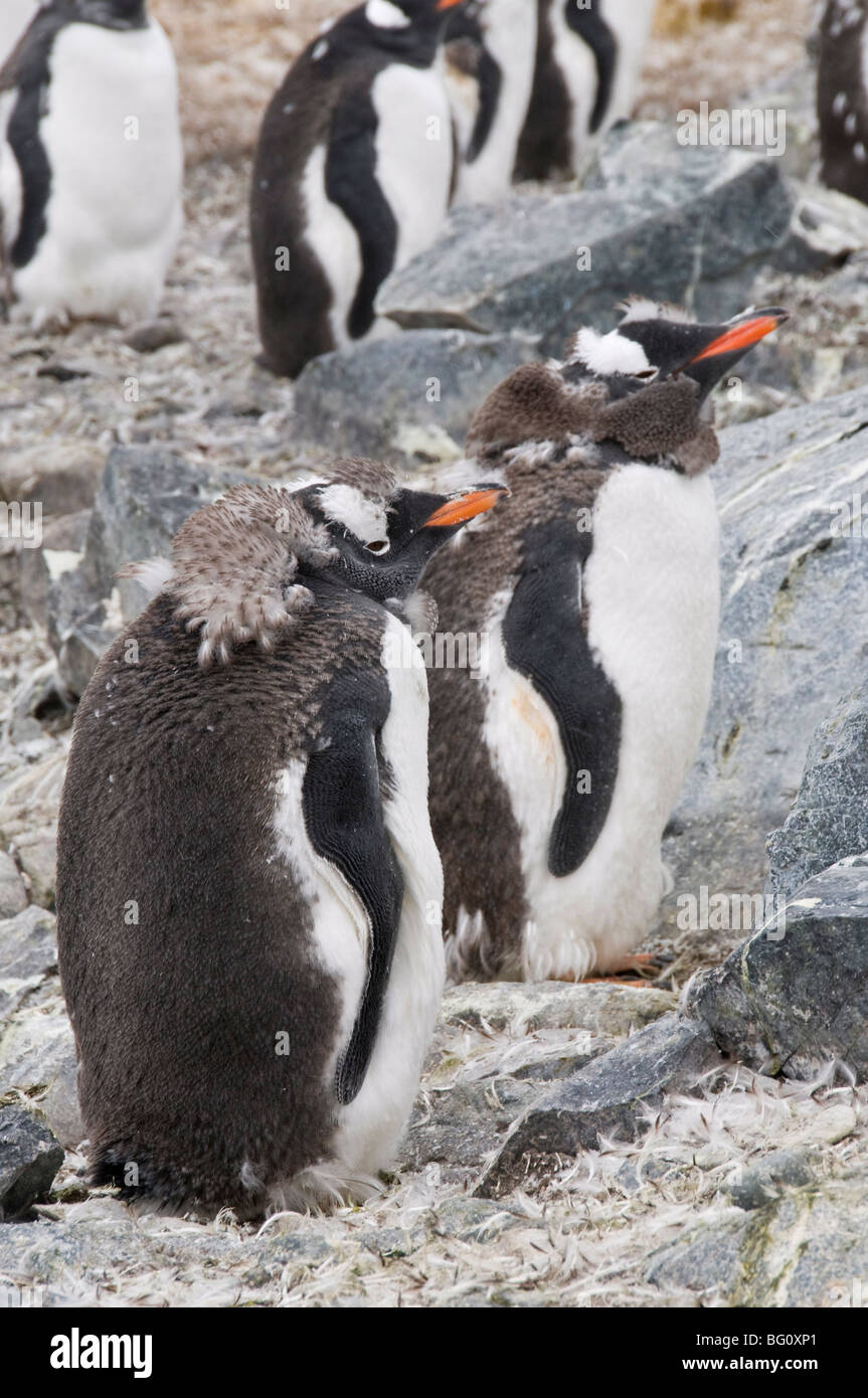 Moulting gentoo penguins, Cuverville Island, Antarctic Peninsula, Antarctica, Polar Regions Stock Photo