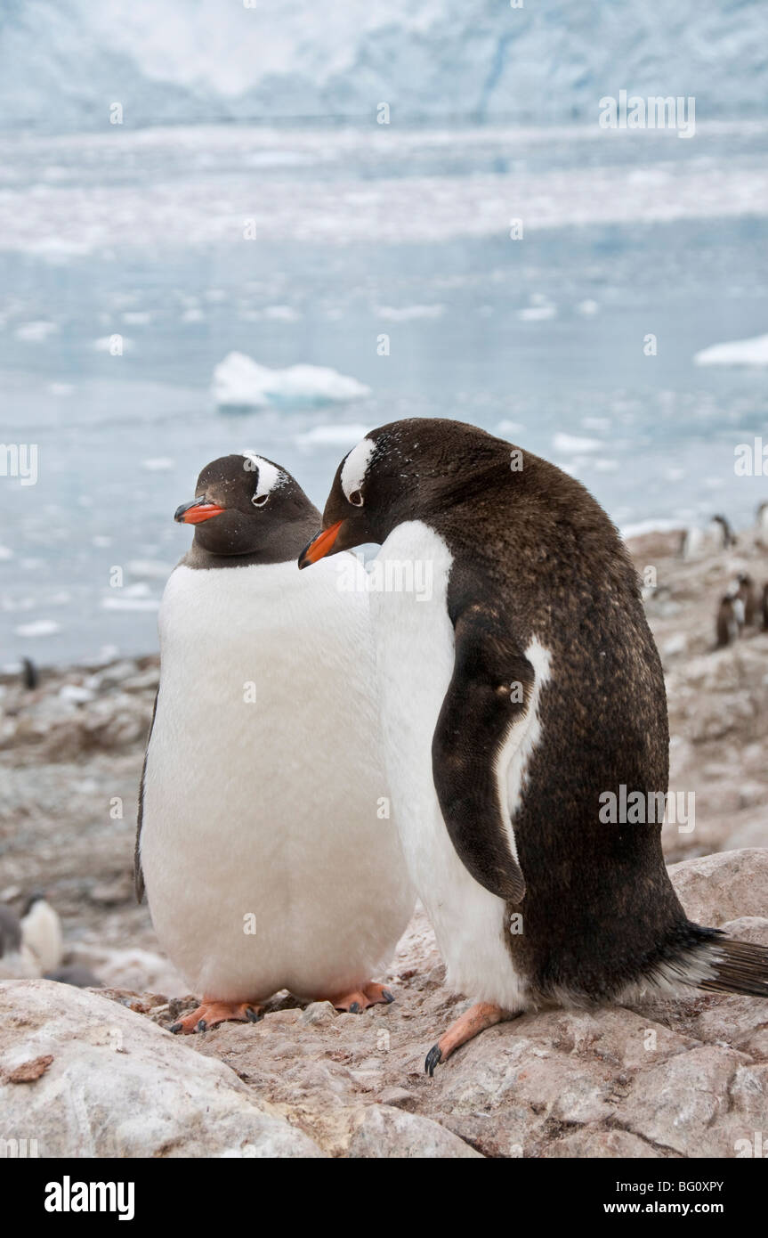 Gentoo penguins, Neko Harbour, Antarctic Peninsula, Antarctica, Polar Regions Stock Photo