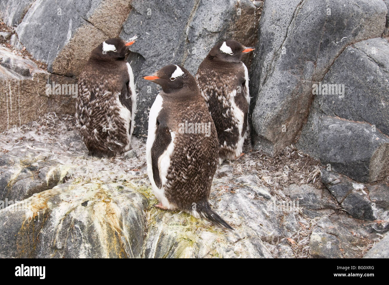 Moulting gentoo penguins, Jougla Point near Port Lockroy, Antarctic Peninsula, Antarctica, Polar Regions Stock Photo