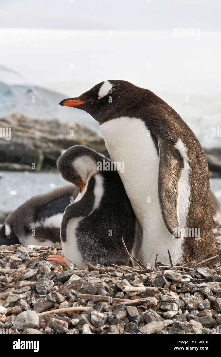 Gentoo penguin with young chicks, Jougla Point near Port Lockroy, Antarctic Peninsula, Antarctica, Polar Regions Stock Photo