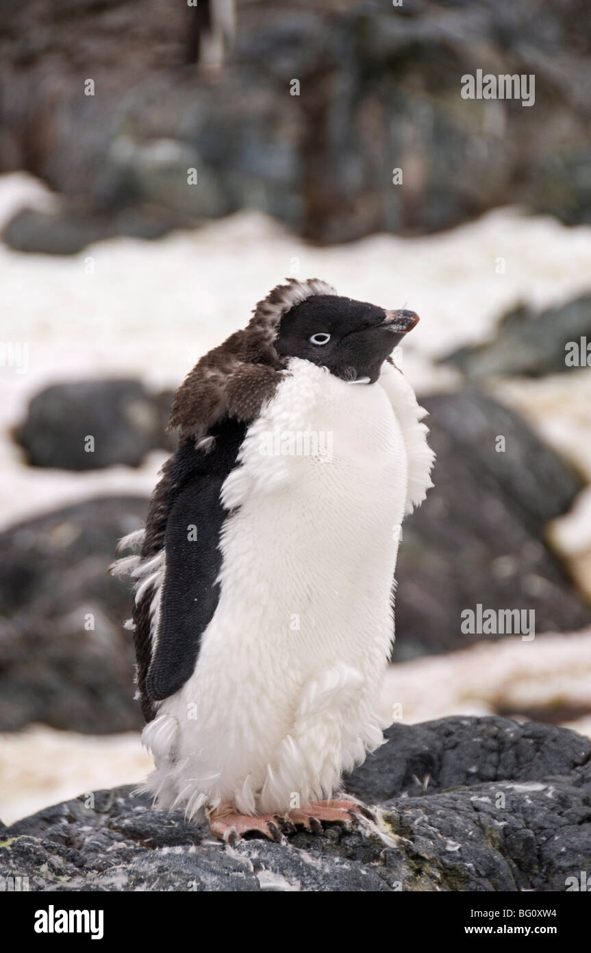 Adelie penguin moulting, Yalour Island, Antarctic Peninsula, Antarctica, Polar Regions Stock Photo