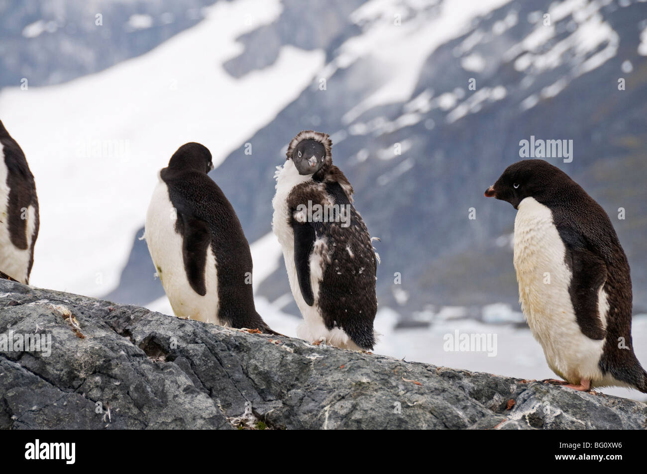 Adelie penguins moulting, Yalour Island, Antarctic Peninsula, Antarctica, Polar Regions Stock Photo