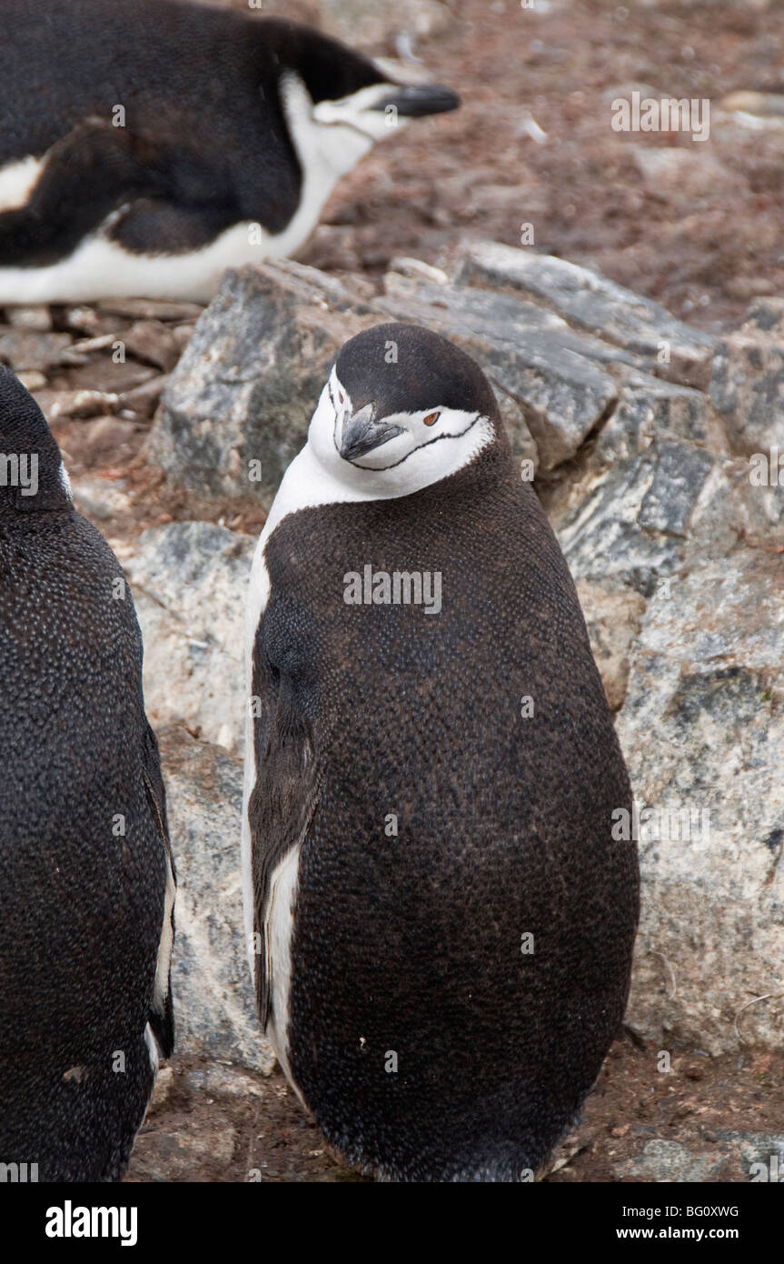 Chinstrap penguins, Hannah Point, Livingstone Island, South Shetland Islands, Polar Regions Stock Photo
