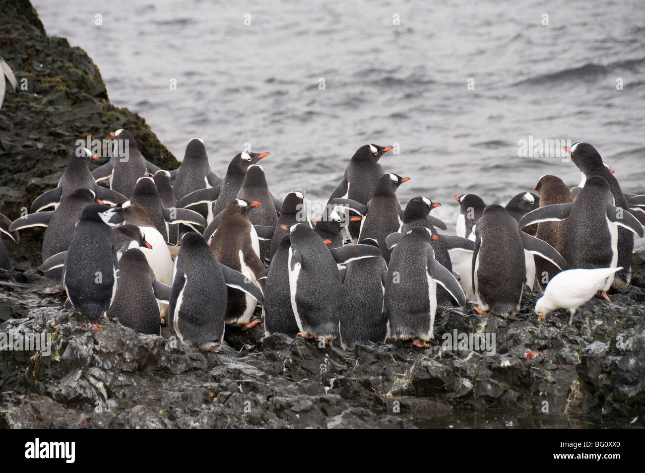Gentoo penguins, Hannah Point, Livingstone Island, South Shetland Islands, Polar Regions Stock Photo