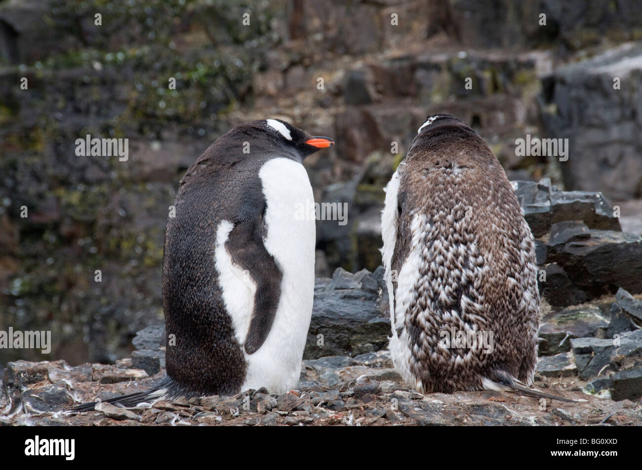 Moulting gentoo penguins, Hannah Point, Livingstone Island, South Shetland Islands, Polar Regions Stock Photo