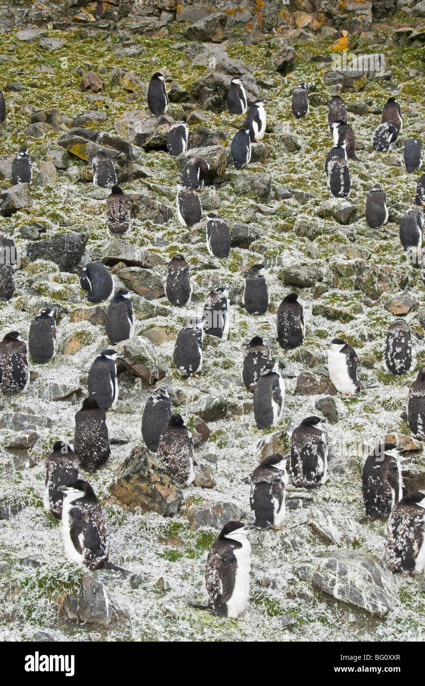 Moulting chinstrap penguins, Hannah Point, Livingstone Island, South Shetland Islands, Polar Regions Stock Photo