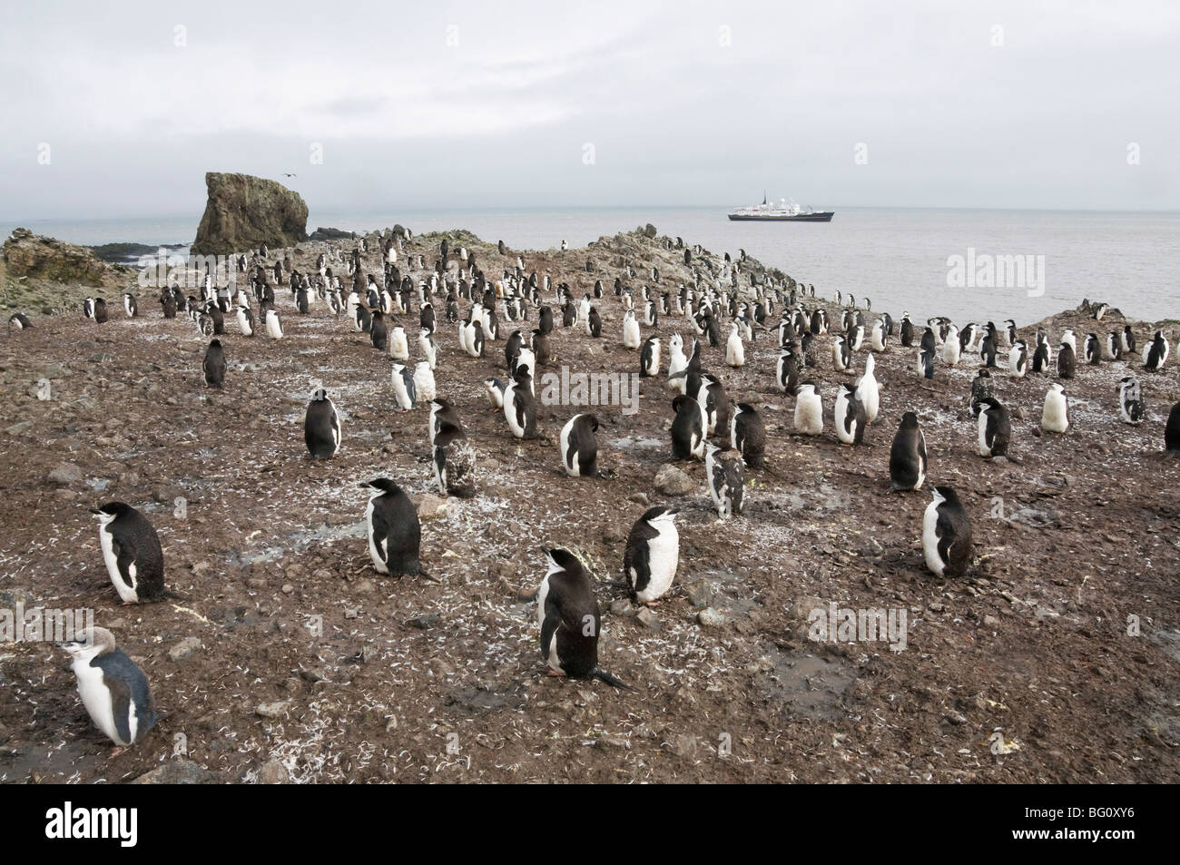 Chinstrap penguins, Hannah Point, Livingstone Island, South Shetland Islands, Polar Regions Stock Photo