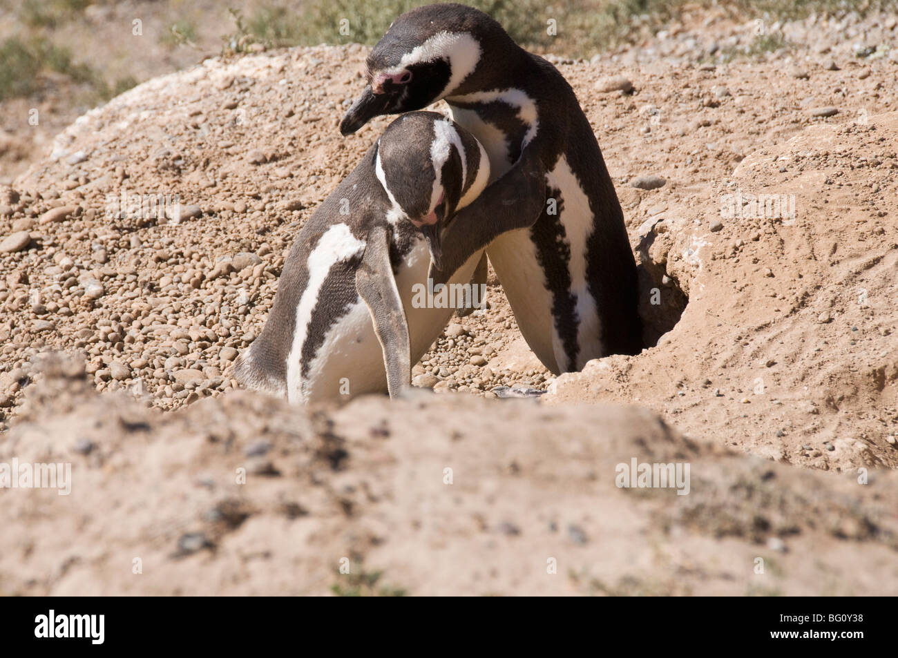 Magellanic penguins, Valdes Peninsula, Patagonia, Argentina, South America Stock Photo