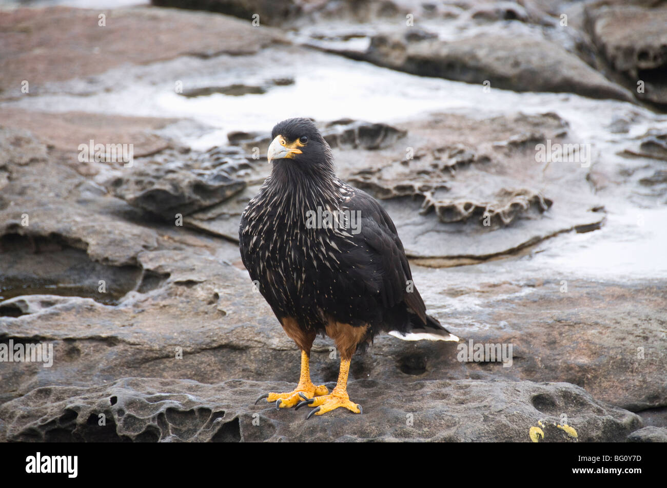 Striated caracara bird, Carcass Island, Falkland Islands, South America Stock Photo