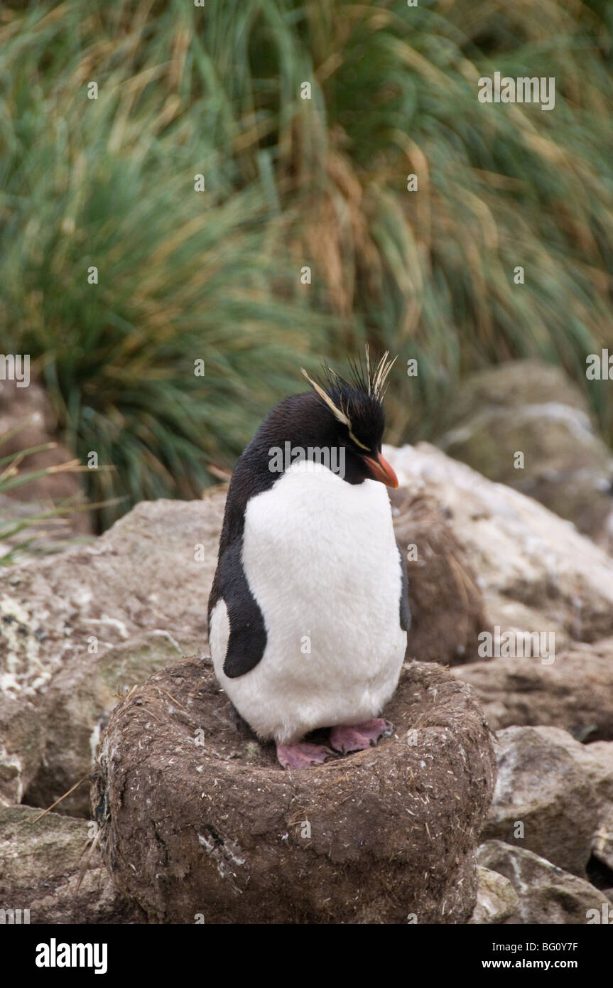 Rockhopper penguins, West Point Island, Falkland Islands, South America Stock Photo