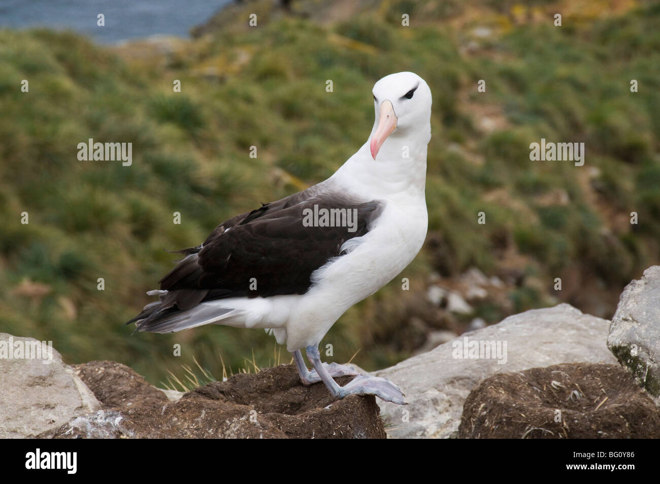 Black browed albatross, West Point Island, Falkland Islands, South America Stock Photo