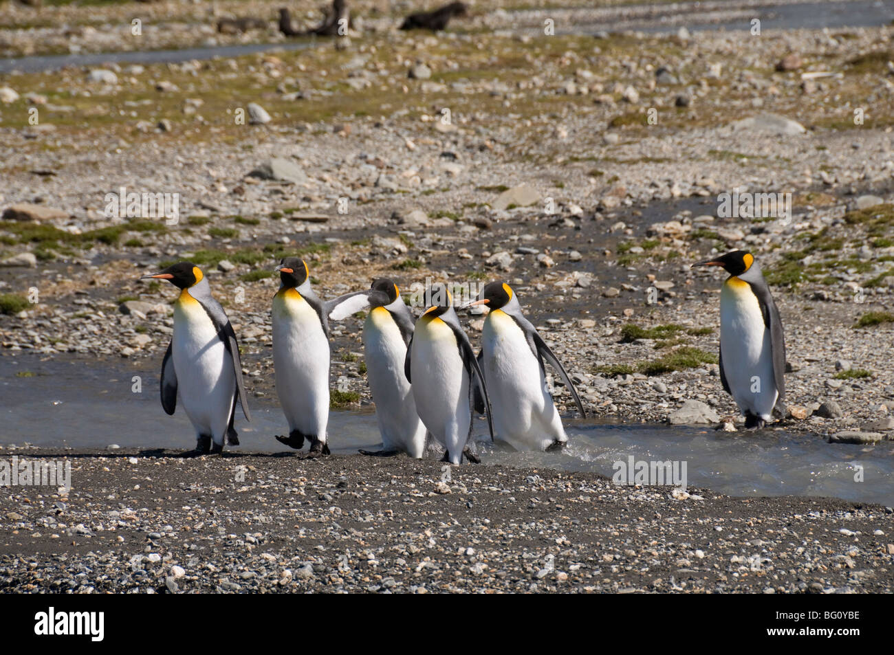 King penguins, Moltke Harbour, Royal Bay, South Georgia, South Atlantic Stock Photo