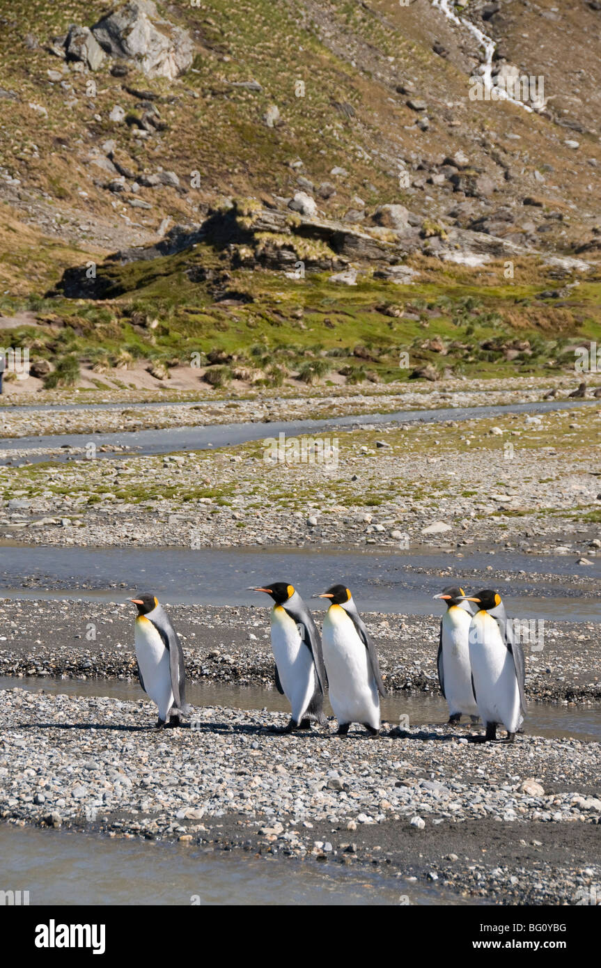 King penguins, Moltke Harbour, Royal Bay, South Georgia, South Atlantic Stock Photo