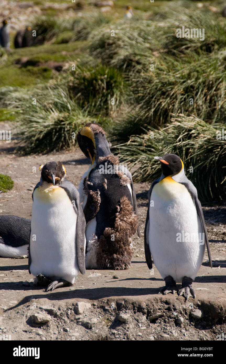King penguins moulting, Moltke Harbour, Royal Bay, South Georgia, South Atlantic Stock Photo