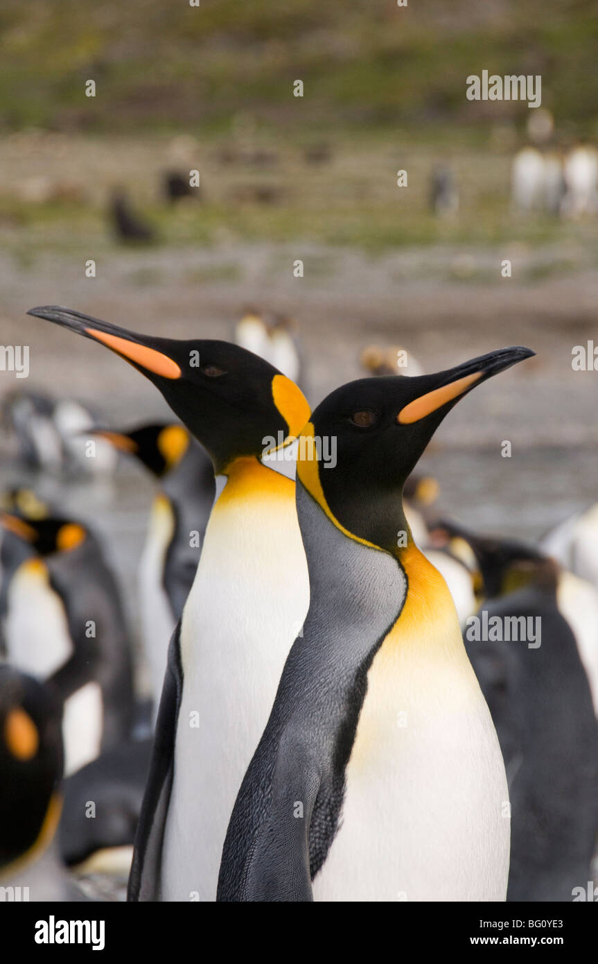 King penguins, St. Andrews Bay, South Georgia, South Atlantic Stock Photo