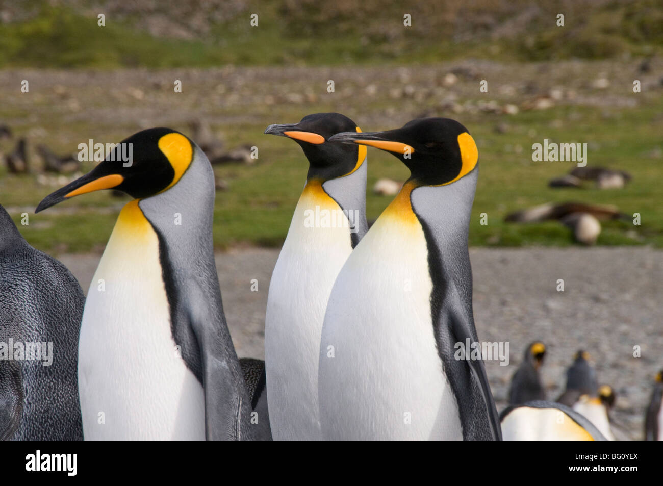 King penguins, St. Andrews Bay, South Georgia, South Atlantic Stock Photo