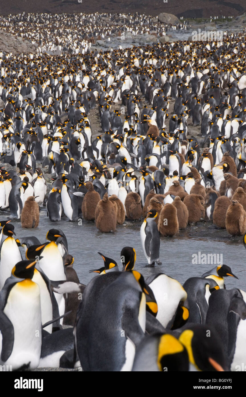 King penguins with brown feathered chicks, St. Andrews Bay, South Georgia, South Atlantic Stock Photo