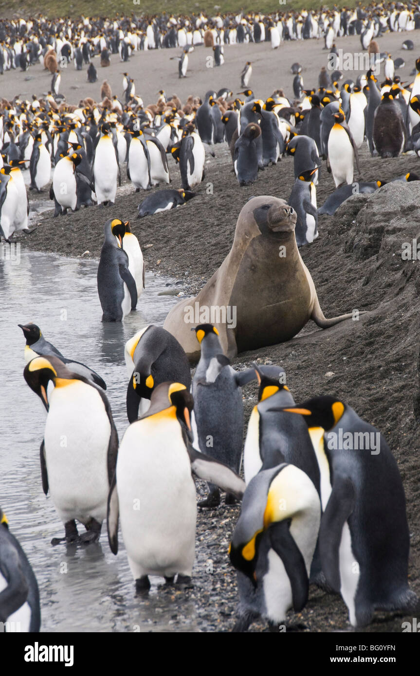 Fur seal and king penguins, St. Andrews Bay, South Georgia, South Atlantic Stock Photo
