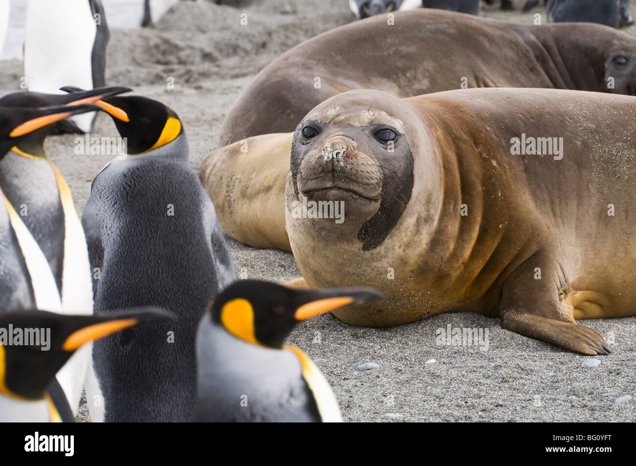 Young elephant seals and king penguins, St. Andrews Bay, South Georgia, South Atlantic Stock Photo