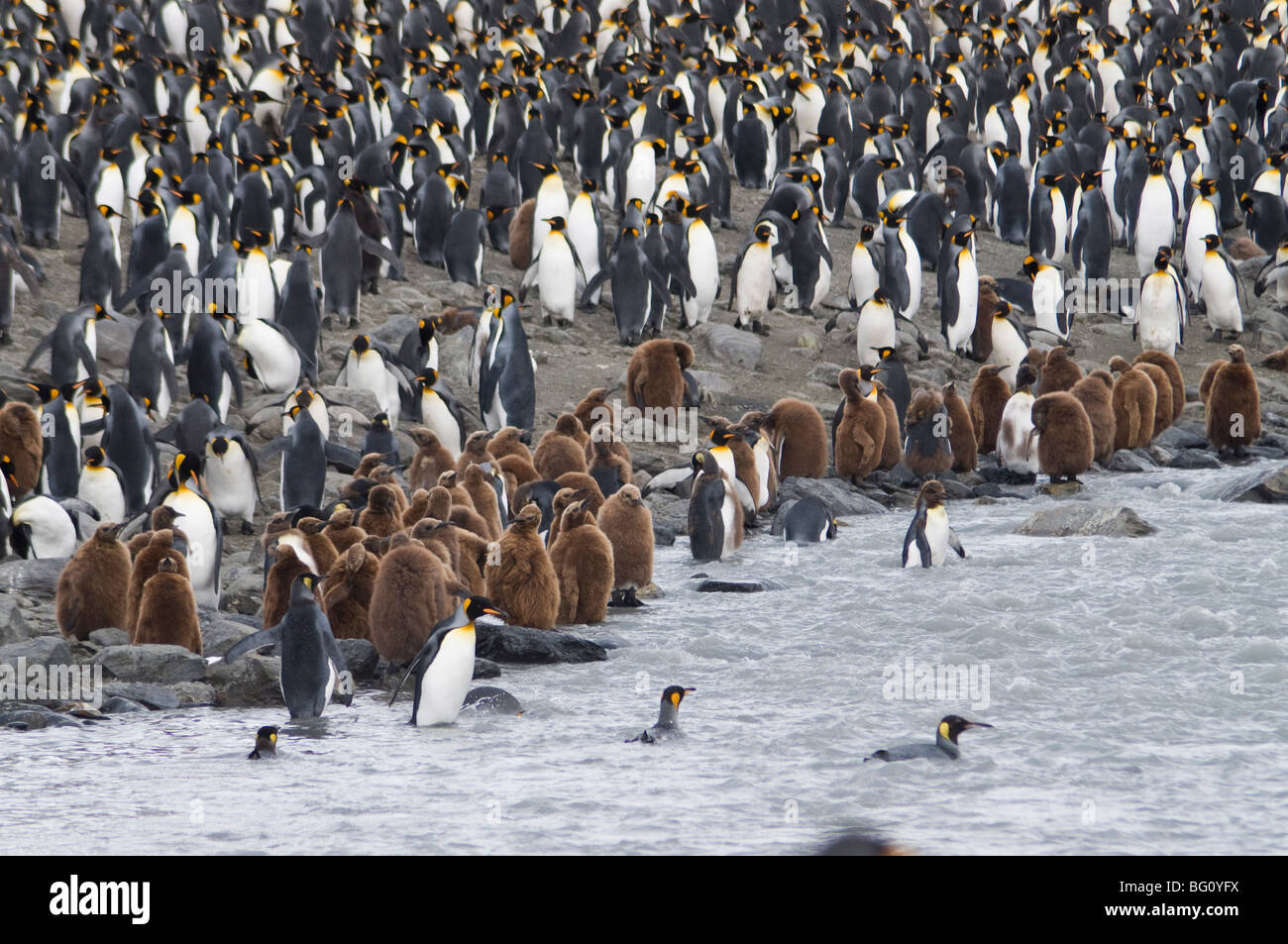 King penguins with brown feathered chicks, St. Andrews Bay, South Georgia, South Atlantic Stock Photo