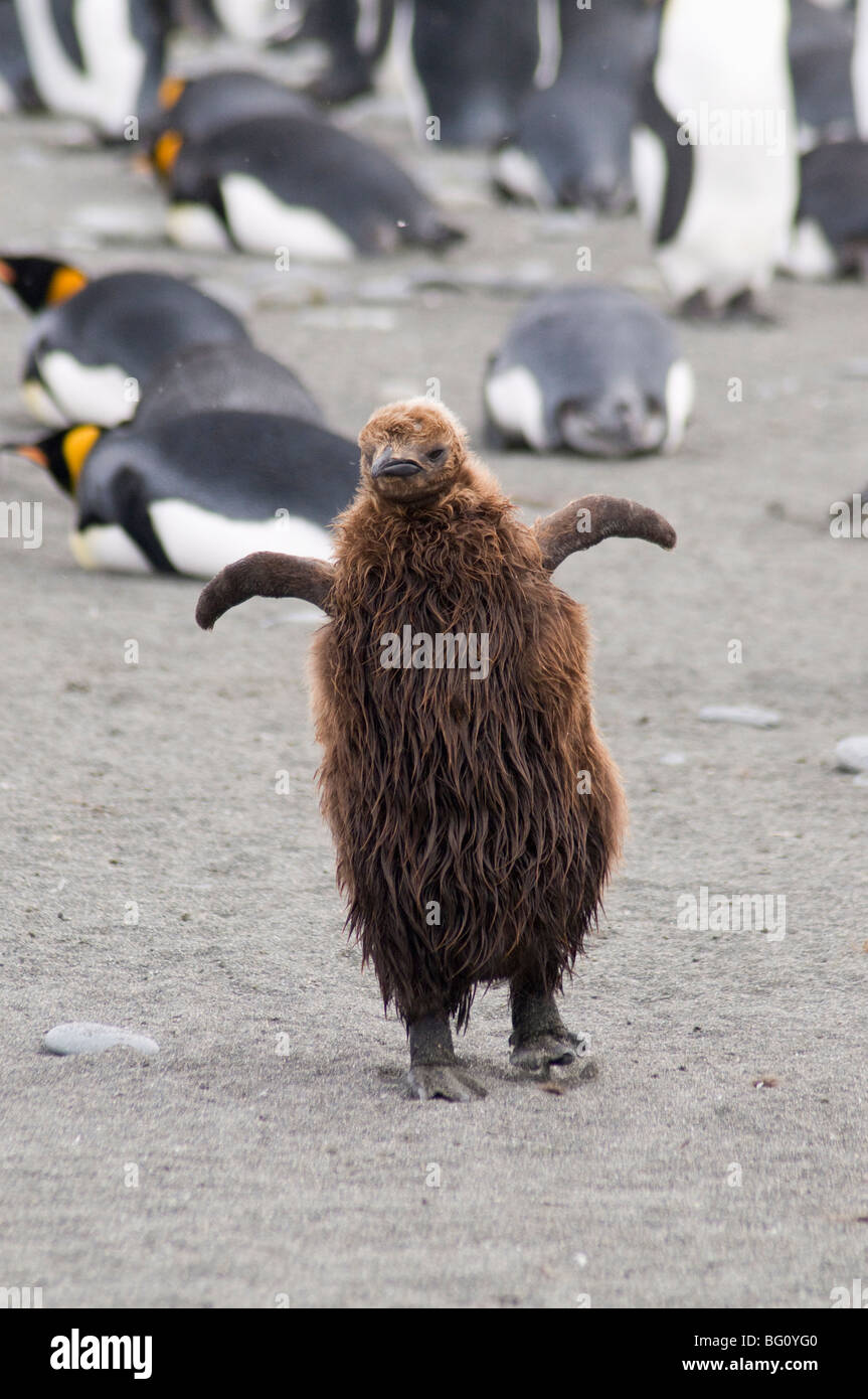 Brown feathered king penguin chick, St. Andrews Bay, South Georgia, South Atlantic Stock Photo