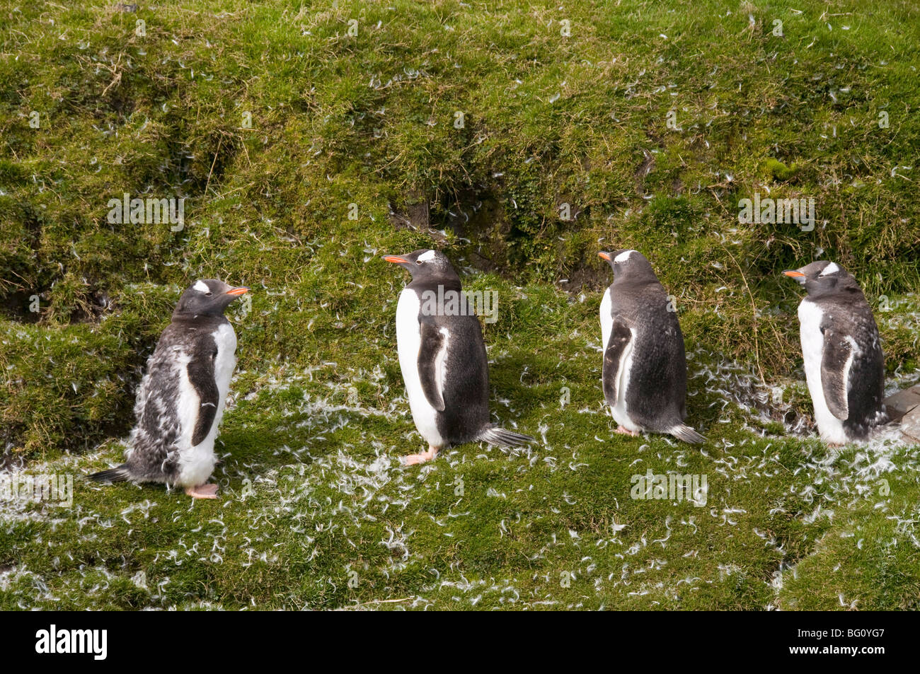 Gentoo penguins moulting, Fortuna Bay, South Georgia, South Atlantic Stock Photo