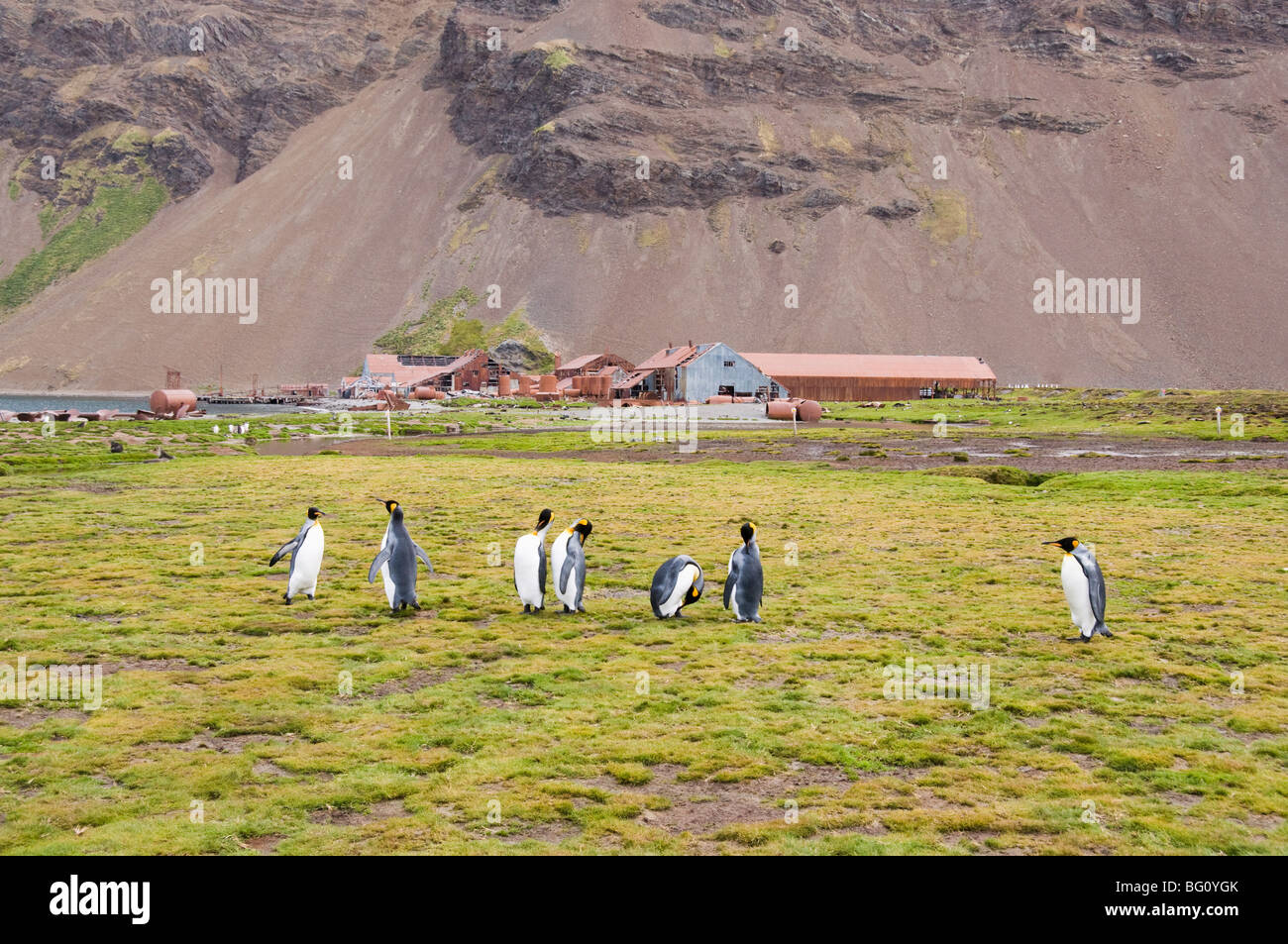 King Penguins in front of Old Whaling station at Stromness Bay, South Georgia, South Atlantic Stock Photo