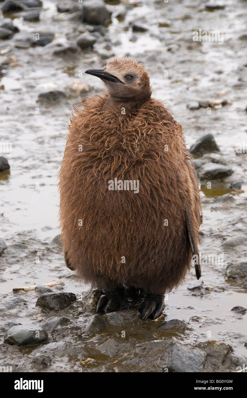King penguin chick, Salisbury Plain, South Georgia, South Atlantic Stock Photo