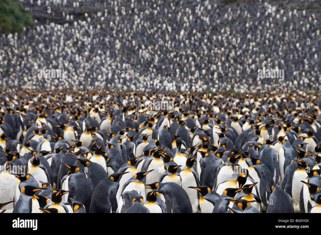 King penguins, Salisbury Plain, South Georgia, South Atlantic Stock Photo