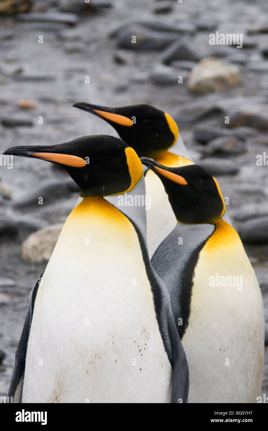 King penguins, Salisbury Plain, South Georgia, South Atlantic Stock Photo
