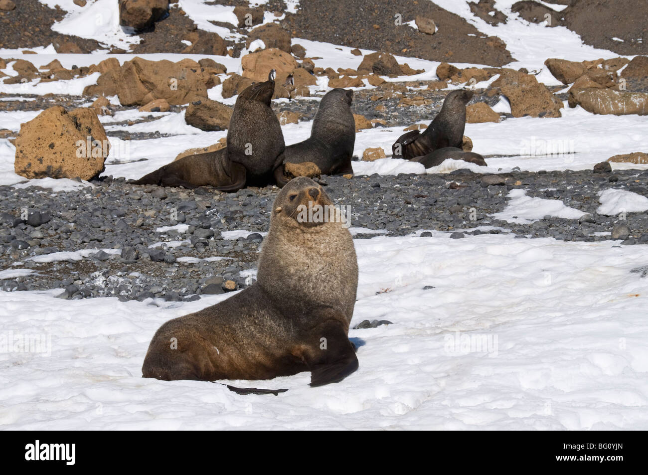 Fur seals at Brown Bluff, Antarctic Peninsula, Antarctica, Polar Regions Stock Photo