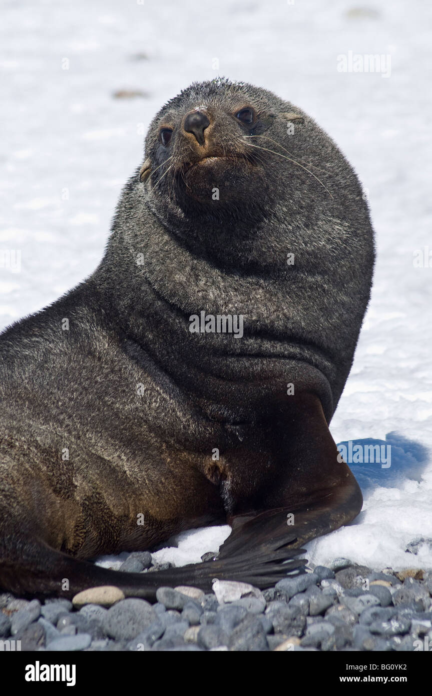 Fur seal at Brown Bluff, Antarctic Peninsula, Antarctica, Polar Regions Stock Photo