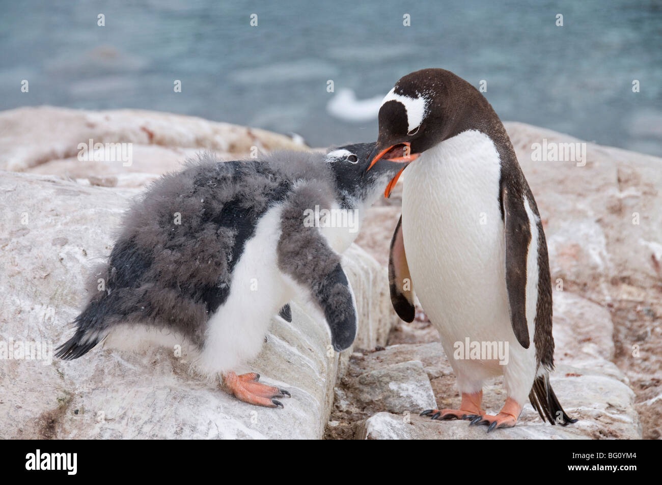 Gentoo penguin feeding chick, Neko Harbour, Antarctic Peninsula, Antarctica, Polar Regions Stock Photo
