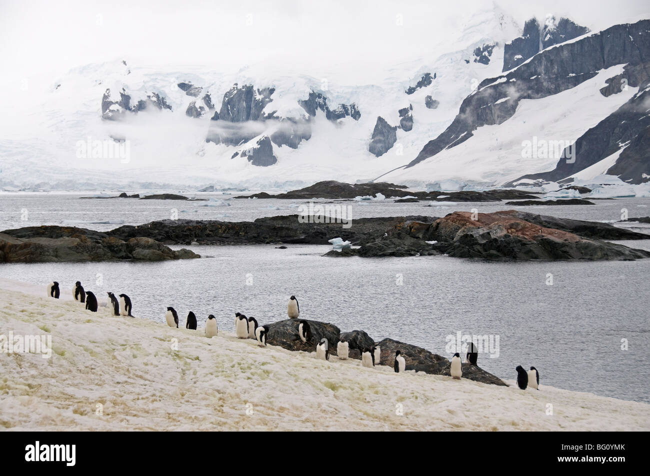 Adelie penguins moulting, Yalour Island, Antarctic Peninsula, Antarctica, Polar Regions Stock Photo