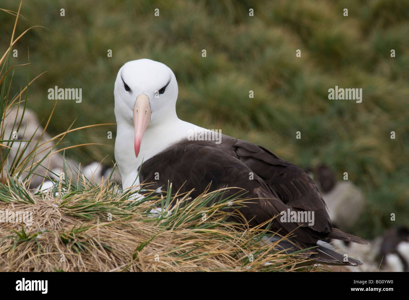Black browed albatross hi-res stock photography and images - Alamy