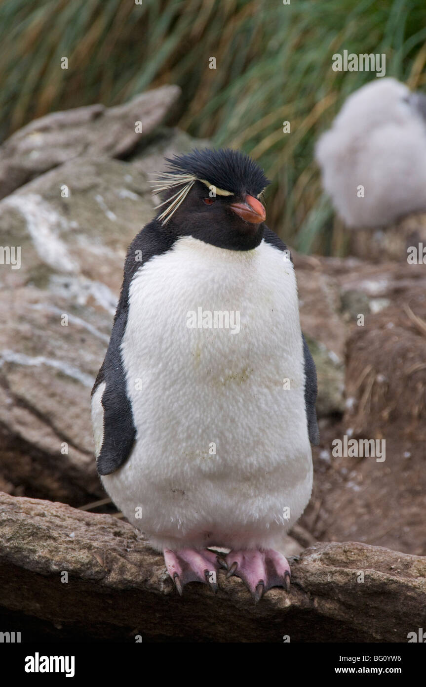 Rockhopper penguins, West Point Island, Falkland Islands, South America Stock Photo