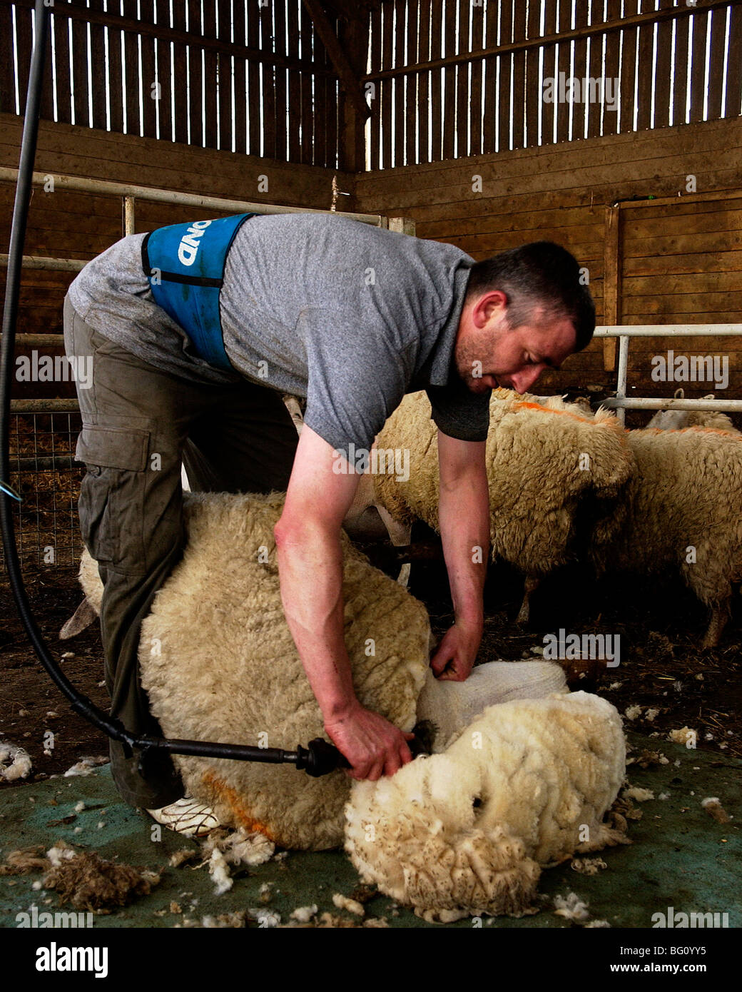 Sheep shears hires stock photography and images Alamy