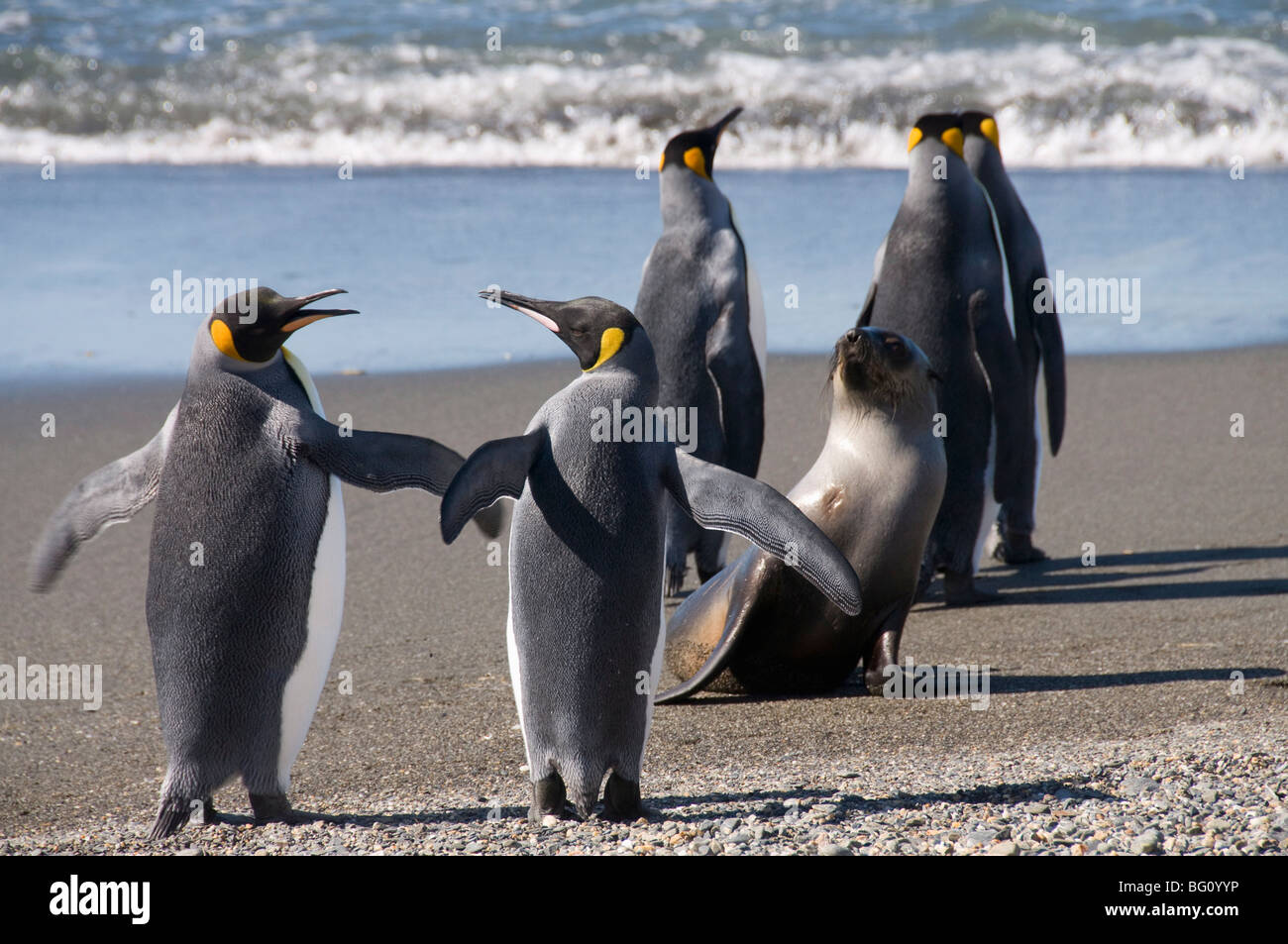 King penguins and fur seal, Moltke Harbour, Royal Bay, South Georgia, South Atlantic Stock Photo