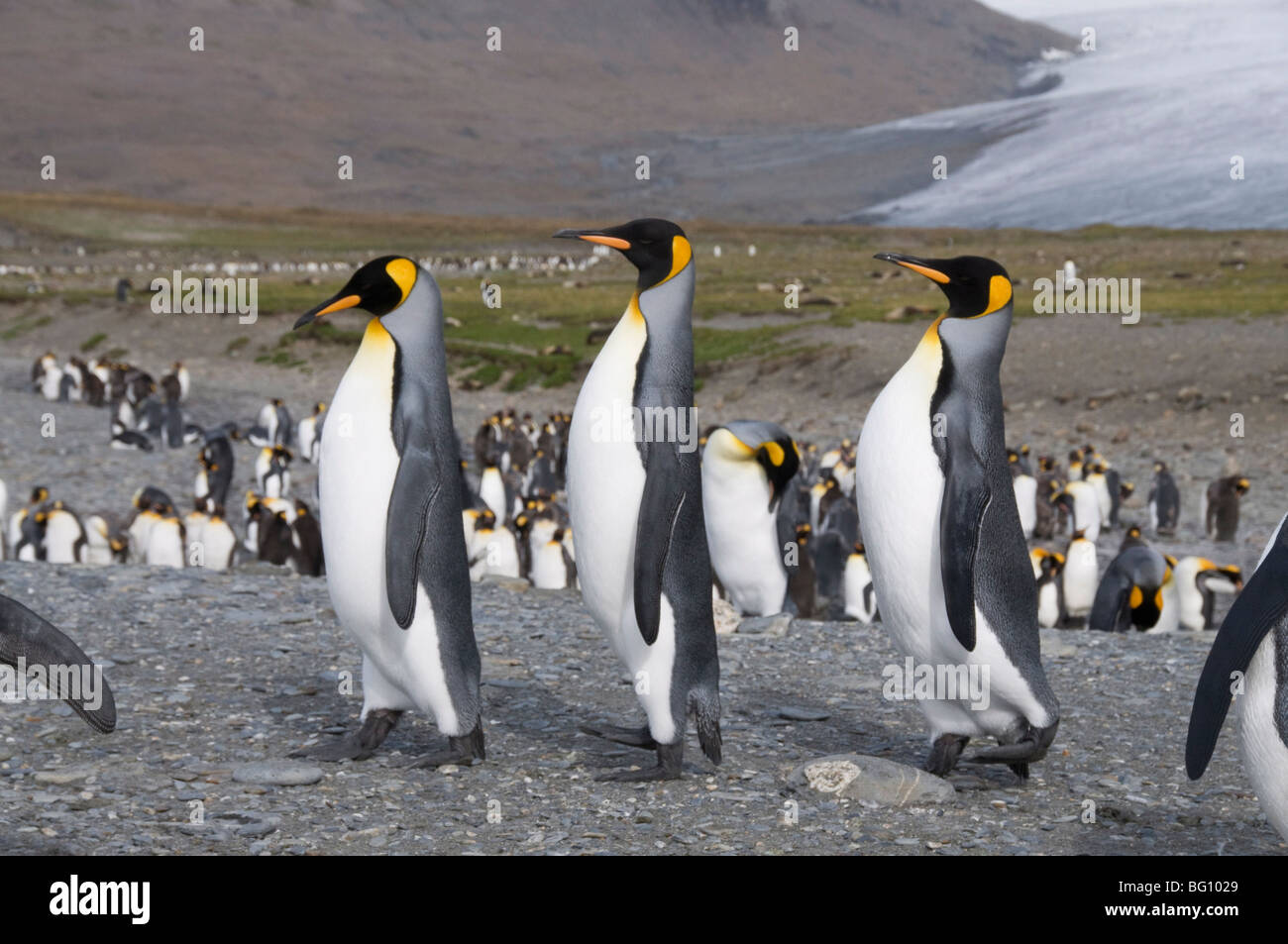 King penguins, St. Andrews Bay, South Georgia, South Atlantic Stock Photo